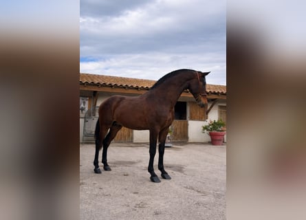 PRE, Stallion, 3 years, 15 hh, Brown