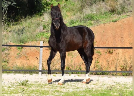 PRE, Stallion, 3 years, 15,1 hh, Black