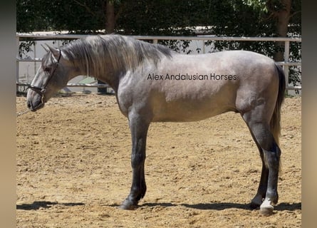 PRE Mix, Stallion, 3 years, 15,1 hh, Grey
