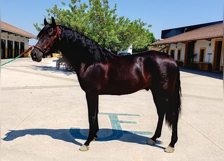 PRE Mix, Stallion, 3 years, 15,2 hh, Black