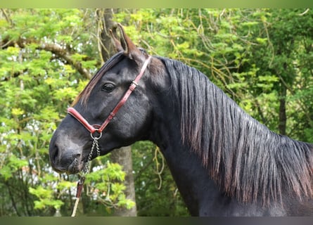 PRE Mix, Stallion, 3 years, 15,2 hh, Black