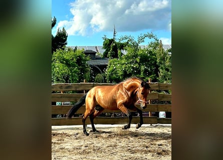 PRE Mix, Stallion, 3 years, 15,2 hh, Brown
