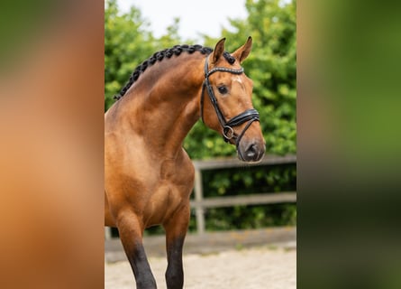 PRE, Stallion, 3 years, 15,2 hh, Buckskin