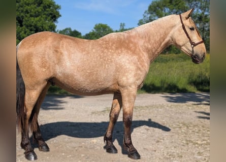 PRE Mix, Stallion, 3 years, 15,2 hh, Dun