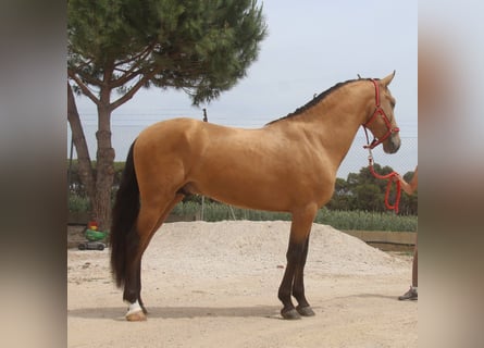 PRE Mix, Stallion, 3 years, 15,2 hh, Dun