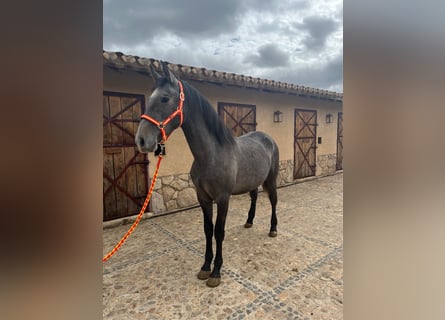 PRE, Stallion, 3 years, 15,2 hh, Gray