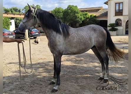 PRE Mix, Stallion, 3 years, 15,2 hh, Grey