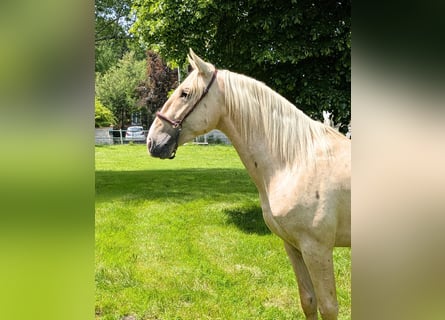 PRE Mix, Stallion, 3 years, 15,2 hh, Palomino