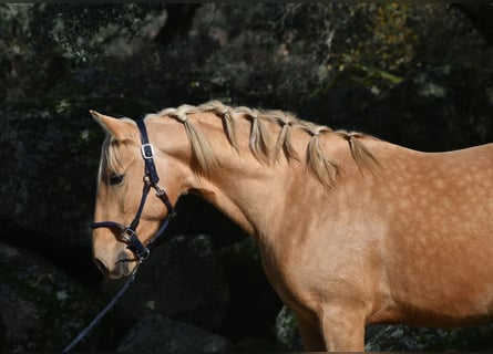 PRE, Stallion, 3 years, 15,2 hh, Palomino