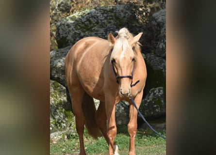 PRE, Stallion, 3 years, 15,2 hh, Palomino