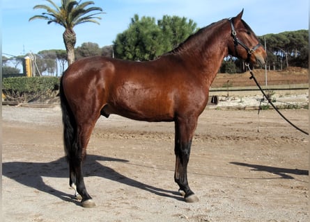 PRE, Stallion, 3 years, 16.1 hh, Bay