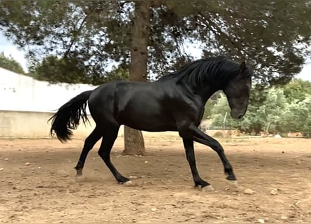 PRE, Stallion, 3 years, 16,1 hh, Black