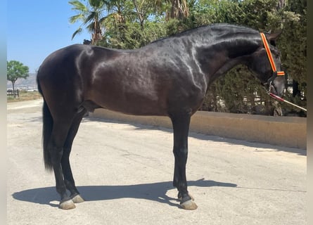 PRE Mix, Stallion, 3 years, 16.1 hh, Black