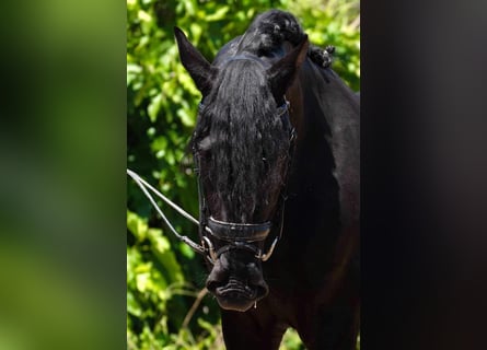 PRE, Stallion, 3 years, 16,1 hh, Black