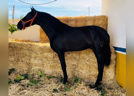 PRE, Stallion, 3 years, 16.1 hh, Black