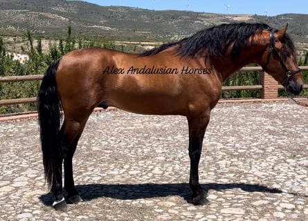 PRE Mix, Stallion, 3 years, 16.1 hh, Brown