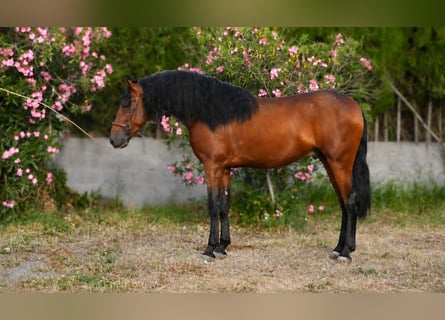 PRE Mix, Stallion, 3 years, 16.1 hh, Brown