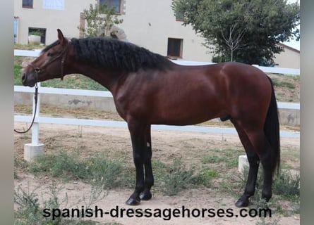 PRE Mix, Stallion, 3 years, 16,1 hh, Brown