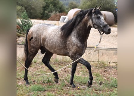 PRE, Stallion, 3 years, 16.1 hh, Dun