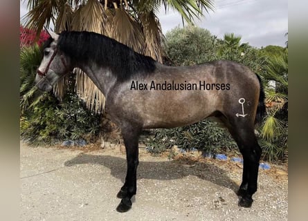 PRE Mix, Stallion, 3 years, 16,1 hh, Gray