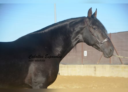 PRE, Stallion, 3 years, 16,1 hh, Smoky-Black