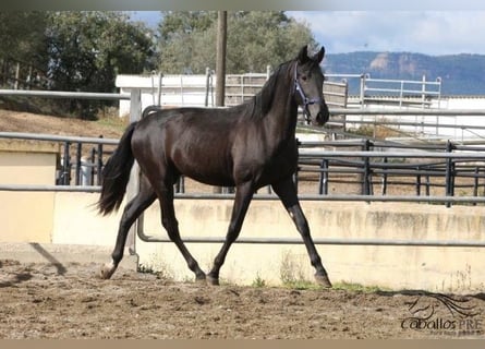 PRE, Stallion, 3 years, 16.2 hh, Black