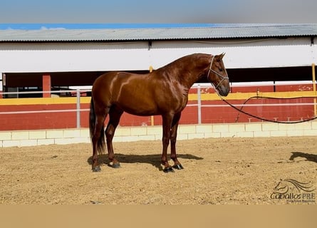 PRE, Stallion, 3 years, 16,2 hh, Chestnut-Red