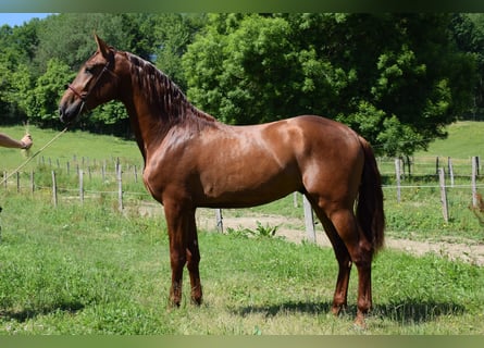 PRE, Stallion, 3 years, 16,2 hh, Chestnut-Red