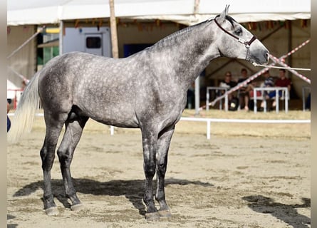PRE Mix, Stallion, 3 years, 16.2 hh, Grey