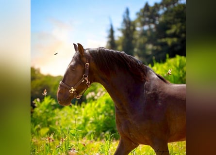 PRE, Stallion, 3 years, 16 hh, Bay-Dark