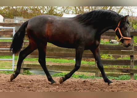 PRE, Stallion, 3 years, 16 hh, Bay-Dark