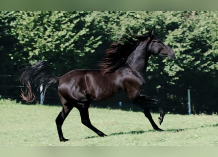 PRE, Stallion, 3 years, 16 hh, Black