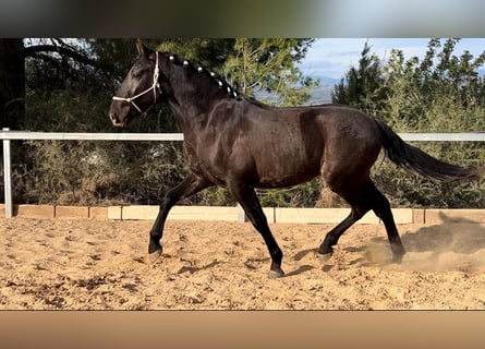 PRE, Stallion, 3 years, 16 hh, Black