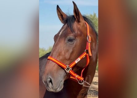 PRE Mix, Stallion, 3 years, 16 hh, Brown