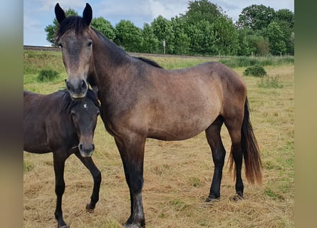 PRE Mix, Stallion, 3 years, 16 hh, Brown Falb mold