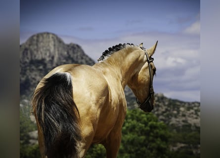 PRE, Stallion, 3 years, 16 hh, Buckskin