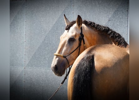 PRE Mix, Stallion, 3 years, 16 hh, Buckskin