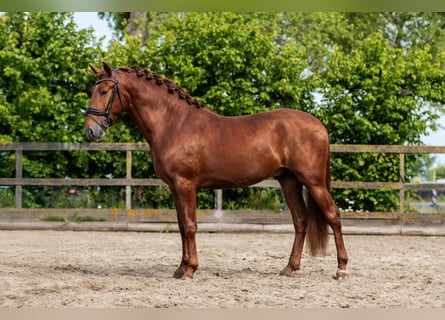 PRE, Stallion, 3 years, 16 hh, Chestnut-Red