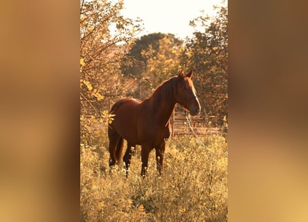 PRE, Stallion, 3 years, 16 hh, Chestnut-Red