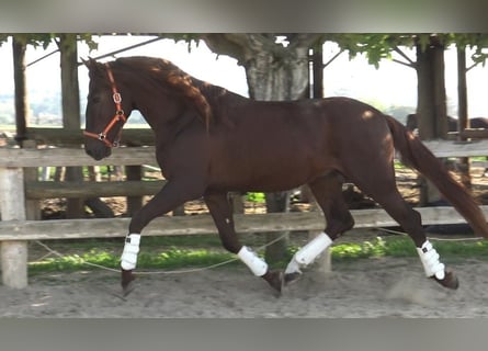 PRE, Stallion, 3 years, 16 hh, Chestnut-Red