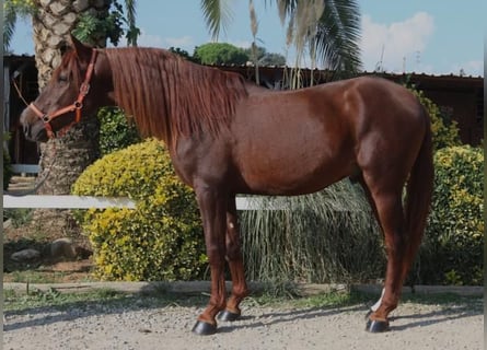 PRE, Stallion, 3 years, 16 hh, Chestnut-Red