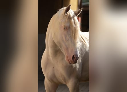 PRE, Stallion, 3 years, 16 hh, Cremello