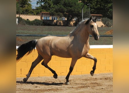 PRE Mix, Stallion, 3 years, 16 hh, Dun