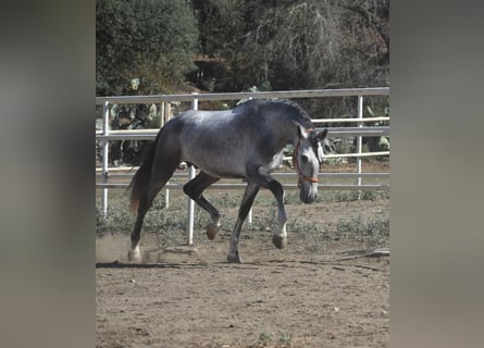 PRE Mix, Stallion, 3 years, 16 hh, Gray-Dapple