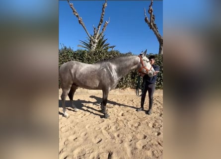 PRE, Stallion, 3 years, 16 hh, Gray