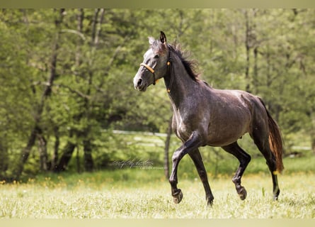 PRE, Stallion, 3 years, 16 hh, Gray