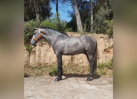 PRE Mix, Stallion, 3 years, 16 hh, Gray