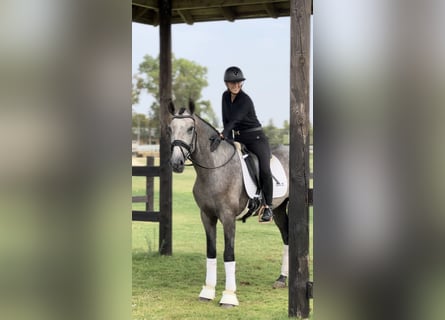 PRE, Stallion, 3 years, 16 hh, Gray