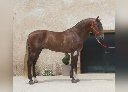 PRE Mix, Stallion, 3 years, 16 hh, Gray-Red-Tan