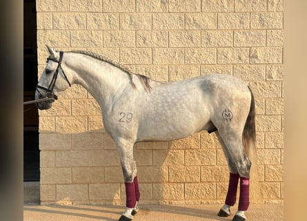 PRE, Stallion, 3 years, 16 hh, Grey